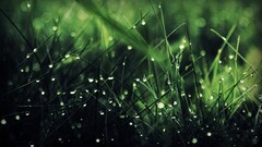 grass water drops nature macro Plants