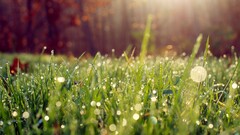 grass water drops nature Plants
