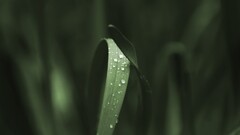 grass water drops Plants leaves