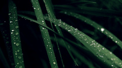 grass water drops Plants leaves macro