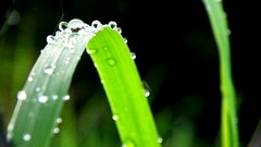 Grass water Green drop water drops