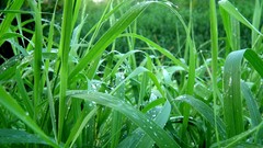 Grass water Green drop water drops