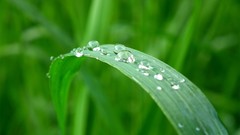 Grass water Green drop water drops