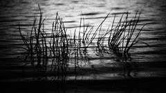 Grass water monochrome