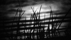 Grass water monochrome