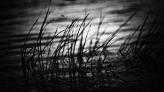Grass water monochrome
