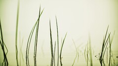 grass water reflection Plants