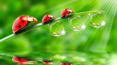Grass water water drops bugs minimalistic artwork ladybirds