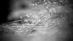 Grass wet grayscale dew