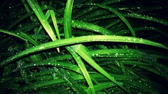 Grass wet water drops