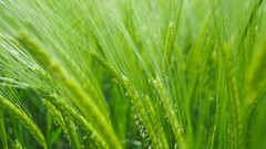 Grass wheat