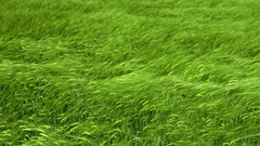 Grass wheat