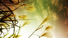 Grass wheat skyscapes long