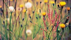 Grass Wildflowers depth of field