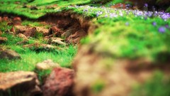 Grass Wildflowers depth of field