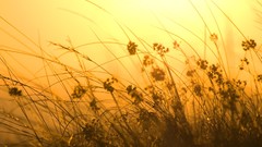 Grass wind Orange Sun sunray