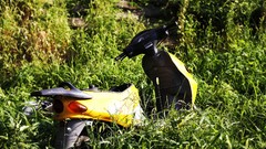 Grass yellow bike Green urban cities