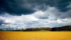 Grass yellow gray clouds summer sky storm August gloomy