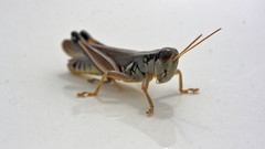 Grasshopper