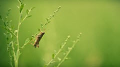 Grasshopper