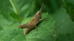 Grasshopper