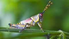 Grasshopper chrome safari Chrome OS Mario Moreno