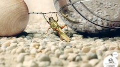 Grasshopper commercial