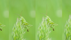Grasshopper defecating collage mk