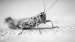 Grasshopper grayscale