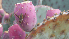 Grasshopper prickly pear high