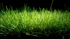 Grassland grass