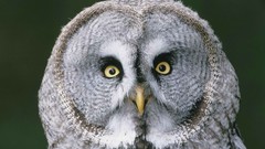Gray Animals Birds Finland Owls