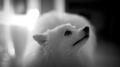 Gray Animals black black and white white Puppies Dogs 