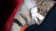 Gray Animals blue red cats Tables