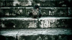 Gray Animals cats green eyes stairways depth of field