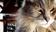 Gray Animals cats houses indoors pets