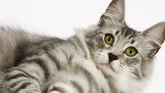 Gray Animals cats white background