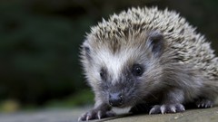 Gray Animals close-up hedgehogs