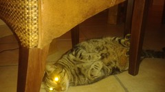 Gray Animals eyes cats chairs houses