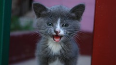 Gray Animals Kittens