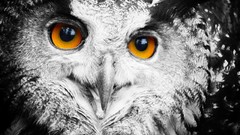 Gray Animals orange Birds Owls