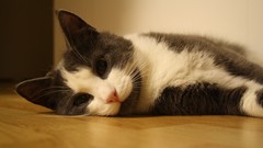 Gray Animals white cats floor