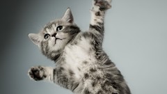 Gray Animals white cats paw Kittens