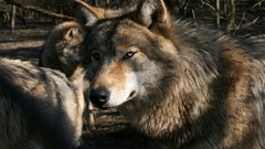 Gray Animals Wolves