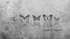 Gray Butterflies vectors