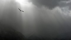 Gray clouds Birds overcast