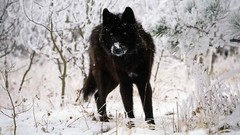 Gray cold Wolves stare