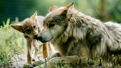 Gray cubs Wolves