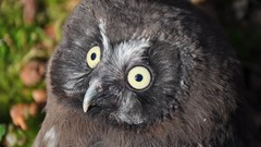 Gray eyes Birds Owls