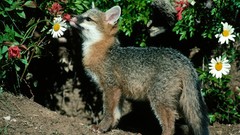 Gray fox